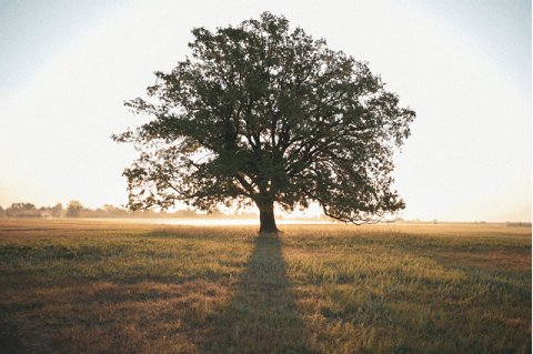 The Different Genealogies Of Jesus Christ In Matthew And Luke Pastorwagner Com