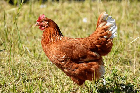 Spiritual chickens and eggs